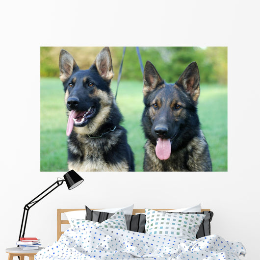 German Shepherd Dog