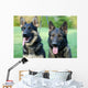 German Shepherd Dog