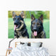 German Shepherd Dog