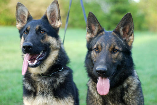 German Shepherd Dog