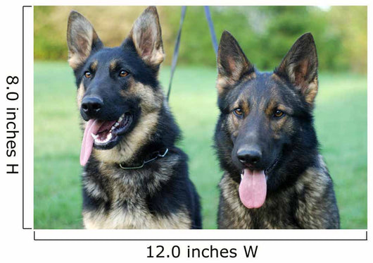 German Shepherd Dog