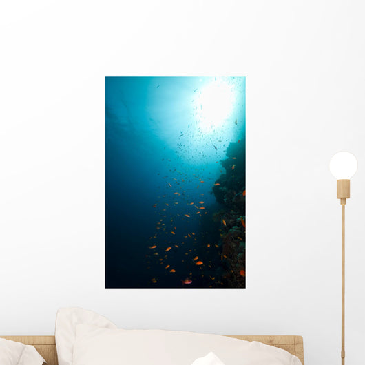 Tropical Reef and Marine Wall Mural
