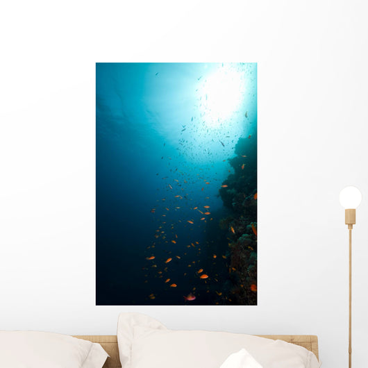 Tropical Reef and Marine Wall Mural