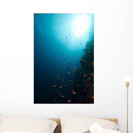 Tropical Reef and Marine Wall Mural