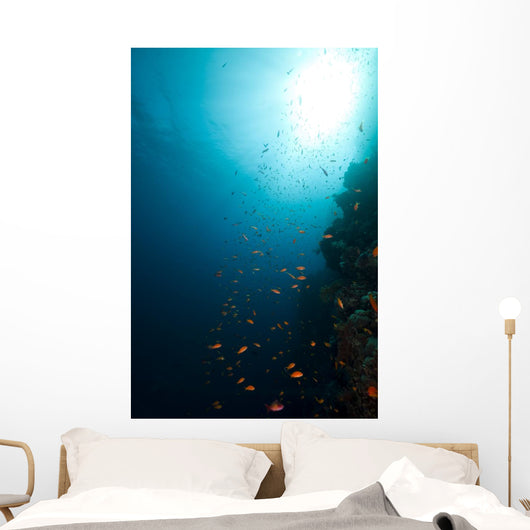 Tropical Reef and Marine Wall Mural