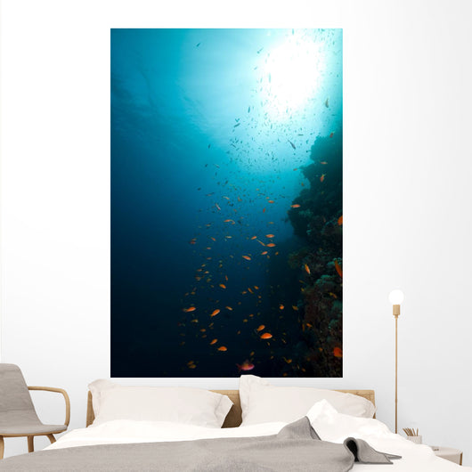Tropical Reef and Marine Wall Mural