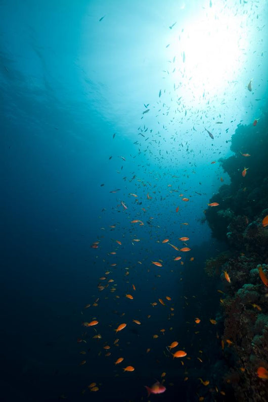 Tropical Reef and Marine Wall Mural