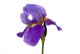 Iris Wall Mural
