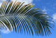 Palm Blue Sky Wall Mural