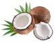 High-quality photos of coconuts on a white background. Wall Mural