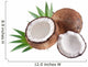 High-quality photos of coconuts on a white background. Wall Mural