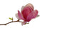 Single Bud Magnolia Wall Decal