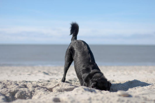 Dog Digs Beach