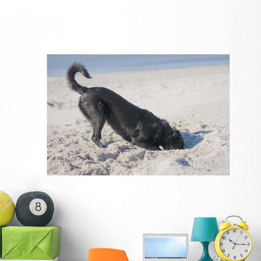 Dog Digs Beach