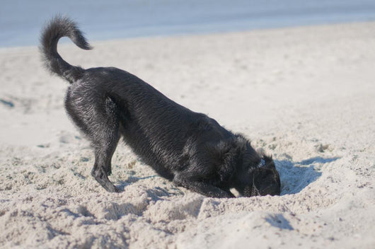 Dog Digs Beach
