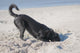 Dog Digs Beach