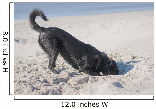 Dog Digs Beach