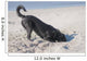Dog Digs Beach