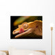 Gecko Lip Lcking Wall Mural