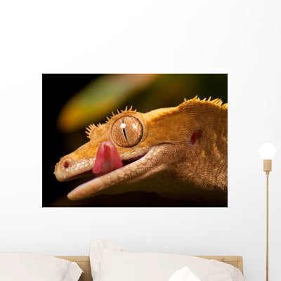 Gecko Lip Lcking Wall Mural shown on a wall