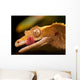 Gecko Lip Lcking Wall Mural