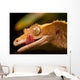 Gecko Lip Lcking Wall Mural