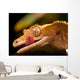 Gecko Lip Lcking Wall Mural