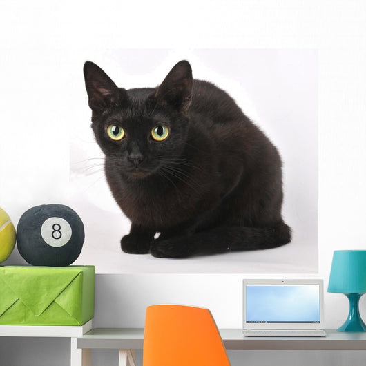Cat Wall Mural