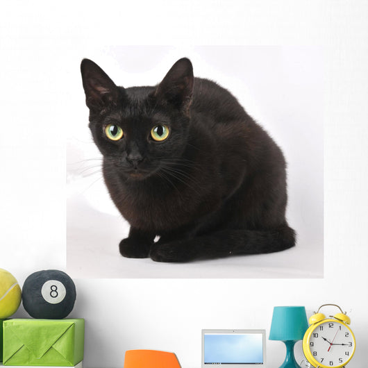 Cat Wall Mural