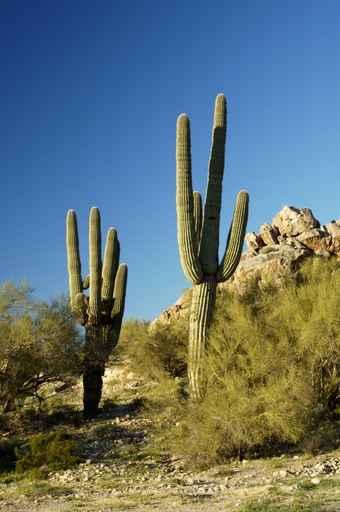Saguaro Cactus 3 Wall Decal