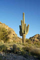 Saguaro Cactus 1 Wall Decal