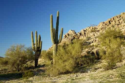 Saguaro Cactus 2 Wall Decal