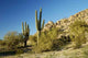 Saguaro Cactus 2 Wall Decal