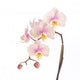 Soft Pink Orchid Wall Decal