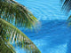 Fins Lagoon Wall Decal