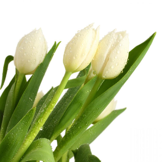 White Tulip Flower Wall Decal