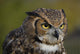 Eagle Owl Wall Mural