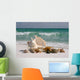 Shells on Floridas White Sand Beach Wall Mural