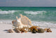 Shells on Floridas White Sand Beach Wall Mural