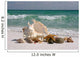 Shells on Floridas White Sand Beach Wall Mural