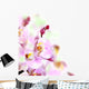 Orchid Border Wall Mural