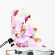 Orchid Border Wall Mural