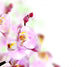 Orchid Border Wall Mural