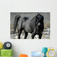 s.fulmine - the black stallion Wall Mural