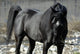 s.fulmine - the black stallion Wall Mural