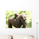 Gorillas Wall Mural