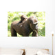 Gorillas Wall Mural