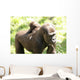 Gorillas Wall Mural
