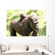 Gorillas Wall Mural