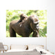 Gorillas Wall Mural